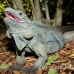 iguana_blue_qebp_gc_h_0213_cay0691.jpg